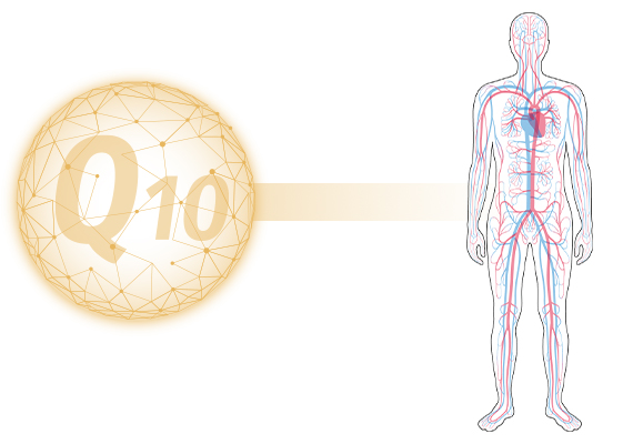 Corpul are dificultăți în absorbția Coenzimei Q10