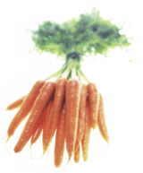 Beta-carotenul da morcovilor culoarea portocalie Imagine cu o legatura de morcovi